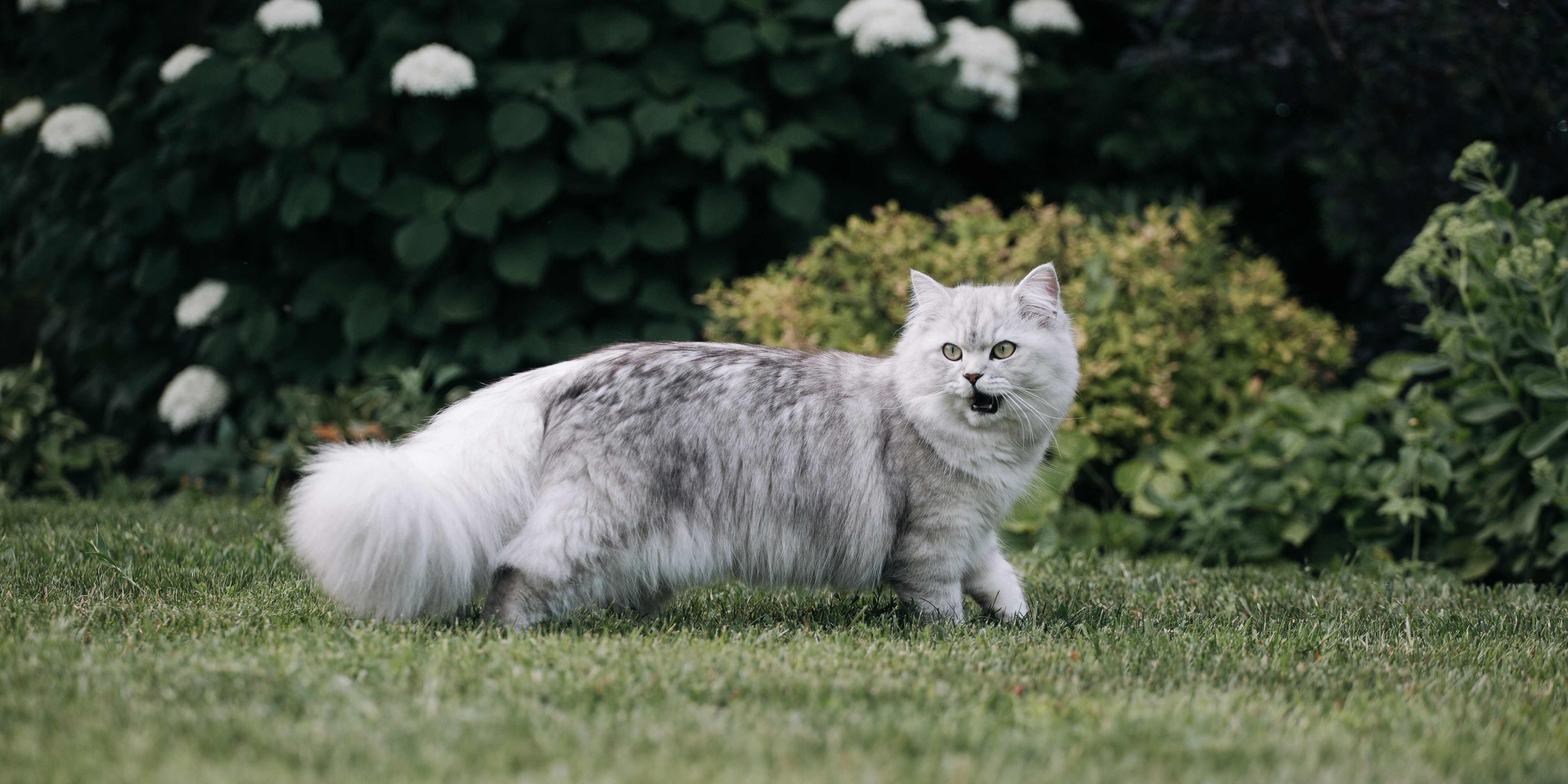 Fellpflege einer Langhaarkatze