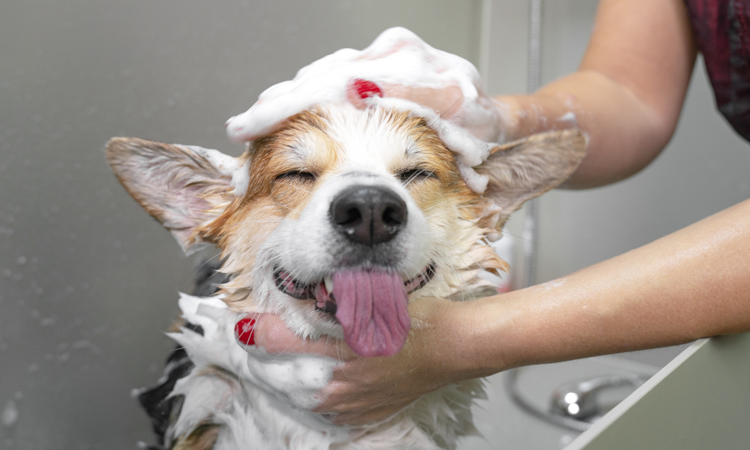 Wie und wie oft muss ich meinen Hund waschen?