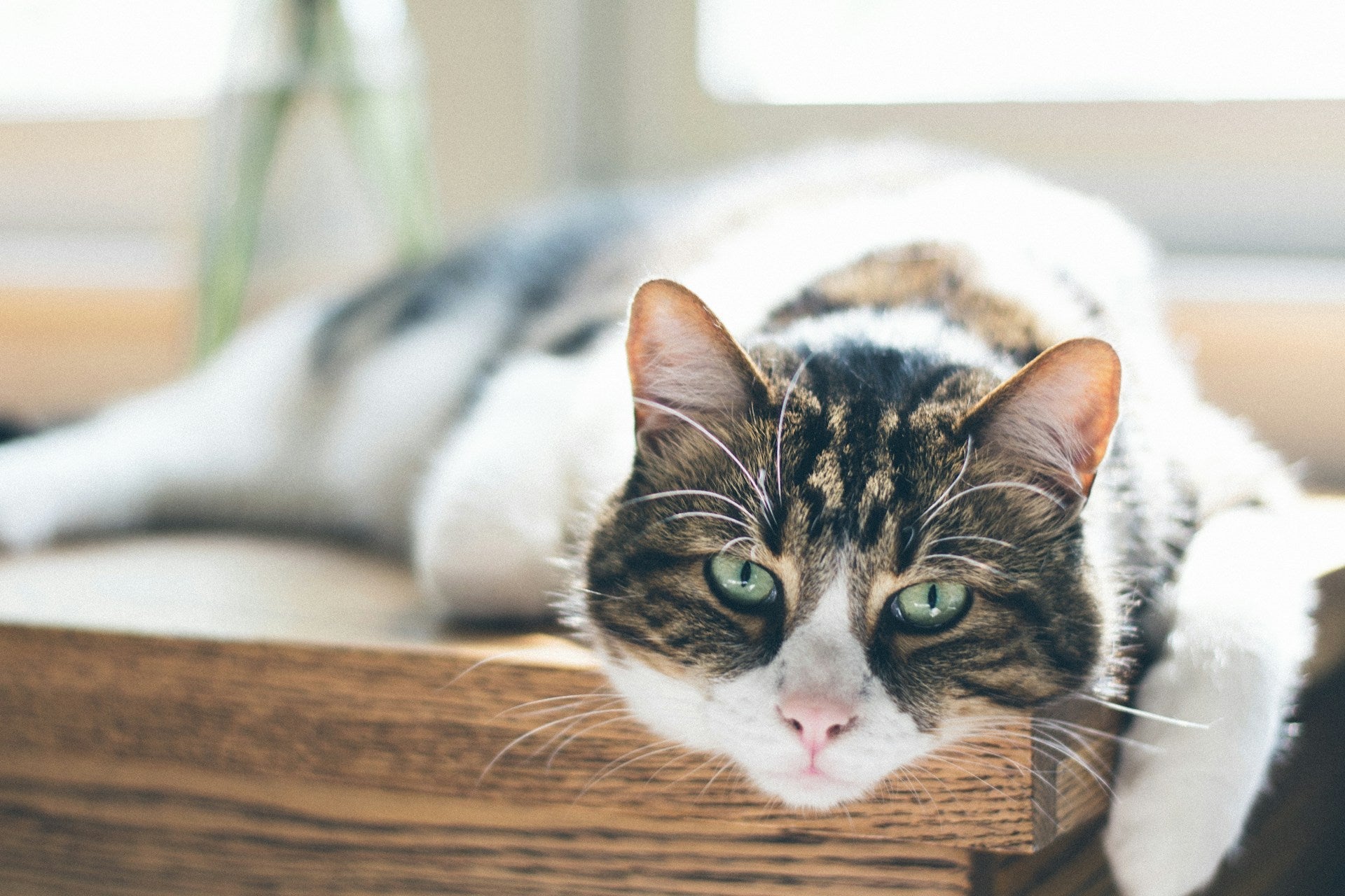 Heuschnupfen bei Katzen: Symptome & Behandlungstipps