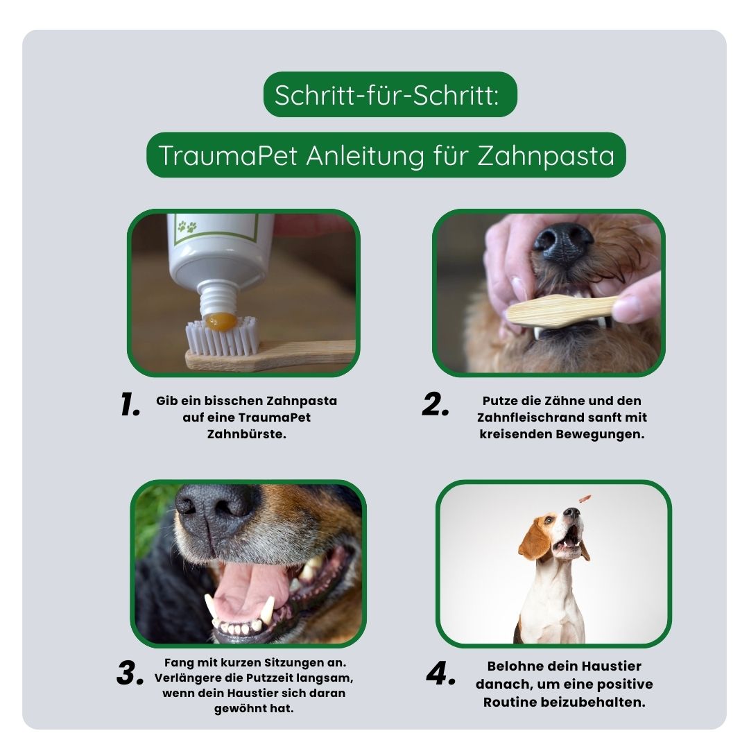 Schritt-für-Schritt-Anleitung zur korrekten Anwendung der TraumaPet Zahnpasta: Haustier behutsam daran gewöhnen, Zahnpasta auf die Bürste auftragen und Zähne sowie Zahnfleisch vorsichtig putzen.