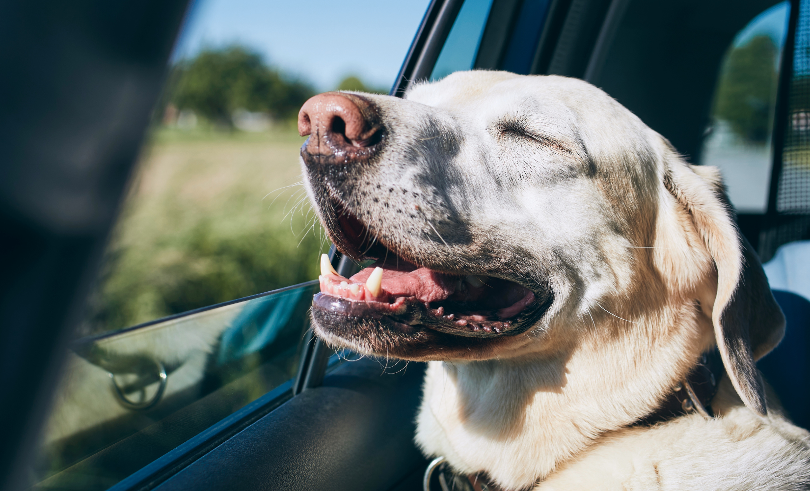 8 Gründe, warum Zeolith deinen Hund gesünder macht