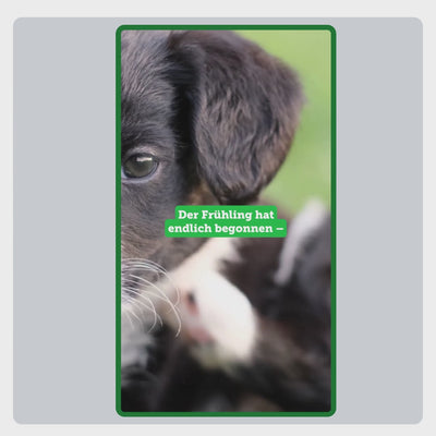 Video mit Erklärung zur Anwendung des Anti-Juckreiz-Sets Z+: Waschen mit Shampoo, Hautpflege mit Hautcreme, Schutz mit Fellspray und tägliches Untermischen von Zeolith ins Futter.