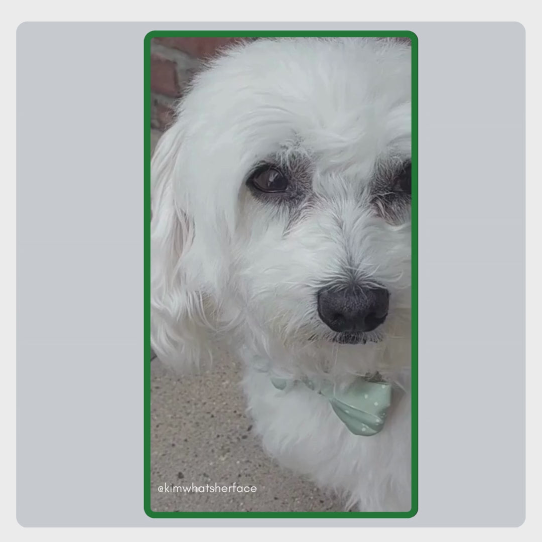 Benutzergeneriertes Video von @kimwhatsherface, das die einfache Anwendung der TraumaPet Augentropfen zeigt und wie sie gereizte Augen beruhigen und die tägliche Augenpflege bei Hund oder Katze unterstützen.