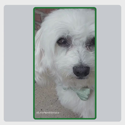 Benutzergeneriertes Video von @kimwhatsherface, das die einfache Anwendung der TraumaPet Augentropfen zeigt und wie sie gereizte Augen beruhigen und die tägliche Augenpflege bei Hund oder Katze unterstützen.