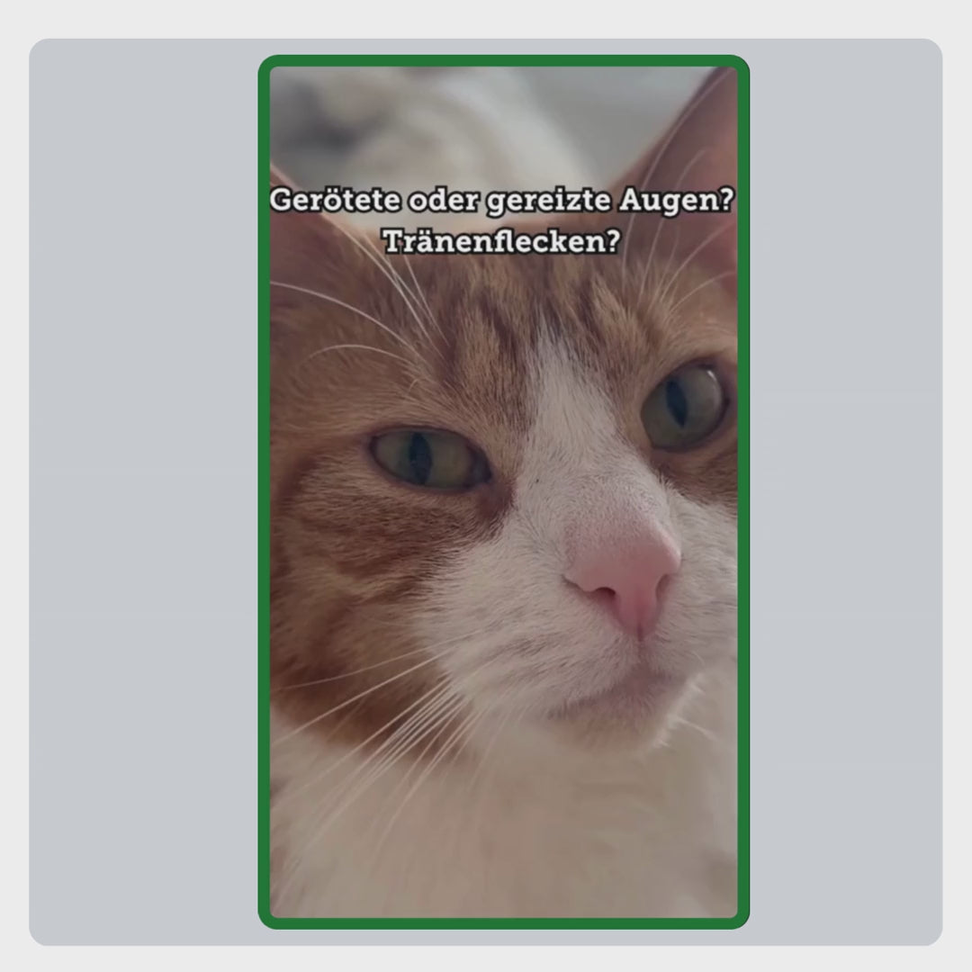 Videoanleitung zur korrekten Anwendung der TraumaPet Augentropfen: Augenpartie reinigen, Augenlid vorsichtig öffnen und die Tropfen sicher anwenden.